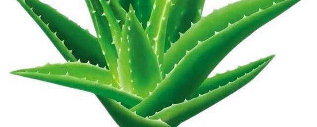 摆放植物去除新墙体味道(除新装修的房子味道的植物)