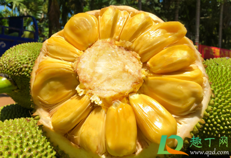 菠萝蜜核能不能冷冻(菠萝蜜核可以冷冻在冰箱里慢慢吃吗)