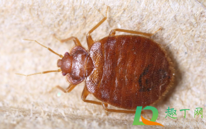 床虫怎么消灭最简单快速的方法(床上的螨虫怎么去除简单方法)