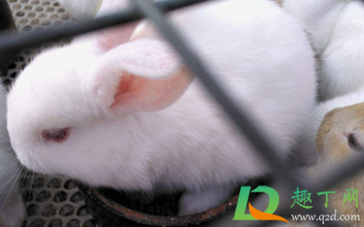 兔子可以一个笼子养两只吗(兔子能不能养两只) 兔子可以一个笼子养两只吗(兔子能不能养两只)