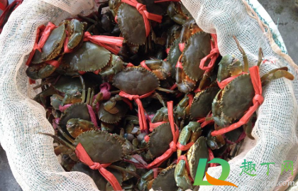 青蟹怎么养能到第二天(青蟹怎样放可以以多活几天) 青蟹怎么养能到第二天(青蟹怎样放可以以多活几天)