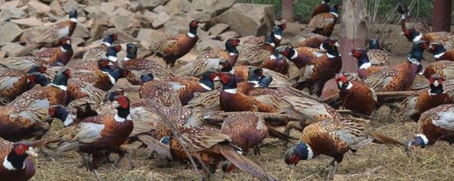 两个月的野鸡多重(两个月的鸡有多重)