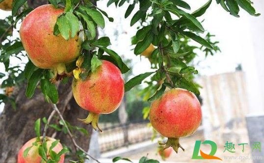 石榴买软籽好还是硬籽好(石榴软籽好吃还是硬籽好吃)