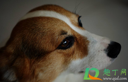 狗狗有皮屑是皮肤病吗(狗狗的毛上有皮屑就是皮肤病吗)