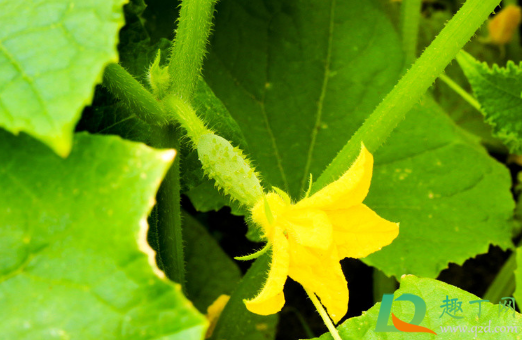 黄瓜为什么不能栽一棵(黄瓜可以种了吗)