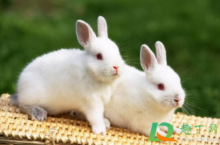 宠物店剪兔耳是真的吗(哪里有可以给兔子剃毛的宠物店啊)