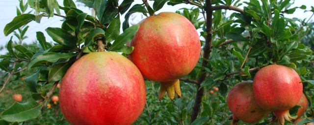 种这些一年四季不愁吃水果(一年四季都能吃的蔬菜水果)