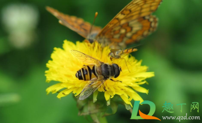 被蜜蜂蛰了脑袋会不会死(被蜜蜂蜇了会不会死)