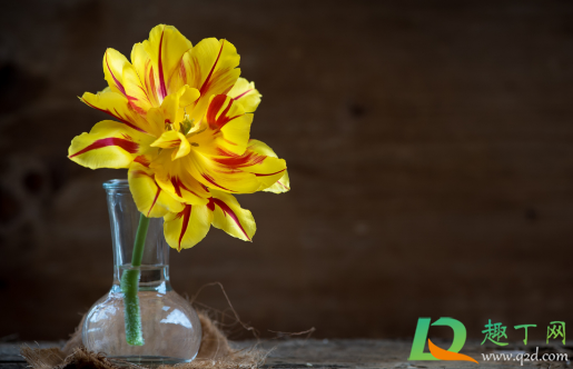 冬天能开花的室内花卉有哪些(冬天开花的室外花卉)