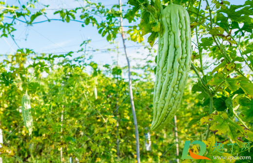 什么肥料苦瓜不能用(苦瓜肥料过多怎么办)