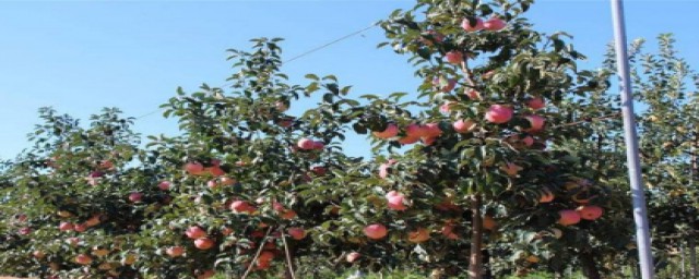 苹果树拉枝技术要点(苹果树怎样留枝,拉枝)