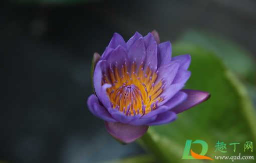 碗莲种子怎么破口(荷花种子怎么开口)