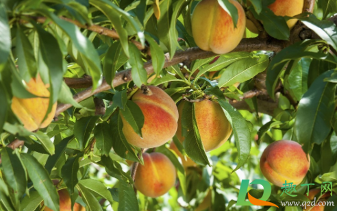 桃子没熟为什么就裂了(桃子没熟就烂了这是一种什么样的病)