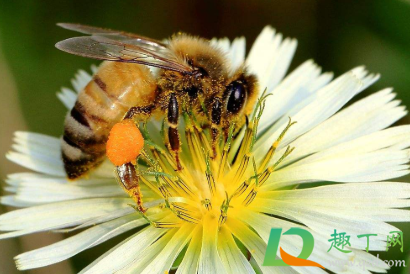 被蜜蜂蛰了脑袋会不会死(被蜜蜂蜇了会不会死)