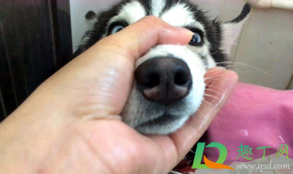 狗狗洗澡不吹干会得皮肤病吗(狗狗吹不干会不会得皮肤病) 狗狗洗澡不吹干会得皮肤病吗(狗狗吹不干会不会得皮肤病)