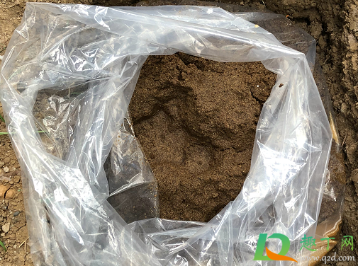 菜籽饼发酵要臭多长时间(菜籽饼发酵多长时间能用)