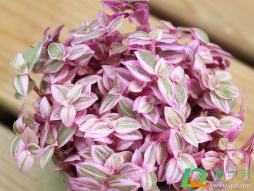 胭脂云多肉好养活吗(胭脂云多肉耐寒吗) 胭脂云多肉好养活吗(胭脂云多肉耐寒吗)