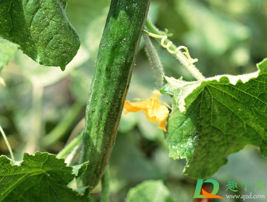 黄瓜苗长出一片真叶能移栽吗(黄瓜苗长几个叶子可以移活)