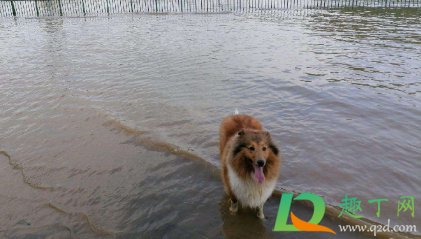 狗狗洗澡不吹干会得皮肤病吗(狗狗吹不干会不会得皮肤病) 狗狗洗澡不吹干会得皮肤病吗(狗狗吹不干会不会得皮肤病)