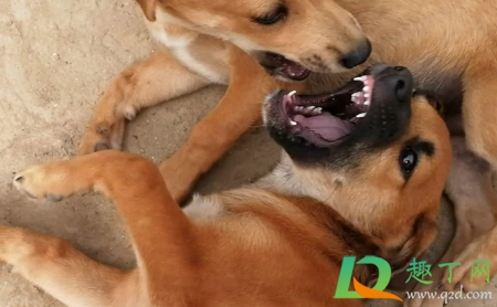 中华田园犬禁养取消了吗(中华田园犬取消禁养的城市有哪些)