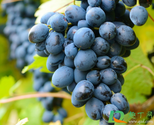 葡萄增甜可以喷葡萄糖吗(叶面喷葡萄糖能增甜吗)