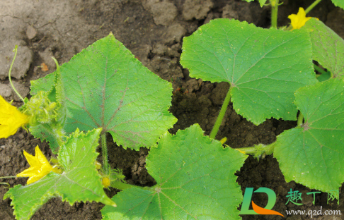 黄瓜苗深栽点好还是浅点好(黄瓜苗种多深) 黄瓜苗深栽点好还是浅点好(黄瓜苗种多深)