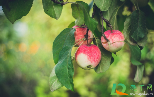 为啥苹果树只长条不开花(苹果树为什么不开花结果)