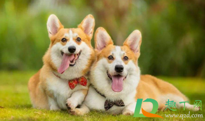 狗狗皮肤病和沐浴露有关系吗(狗狗沐浴露对人有害吗) 狗狗皮肤病和沐浴露有关系吗(狗狗沐浴露对人有害吗)