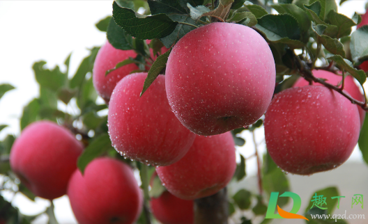 为啥苹果树只长条不开花(苹果树为什么不开花结果) 为啥苹果树只长条不开花(苹果树为什么不开花结果)