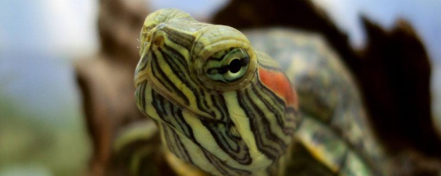 3分钟就能学会(3分钟就能学会的相声剧本)