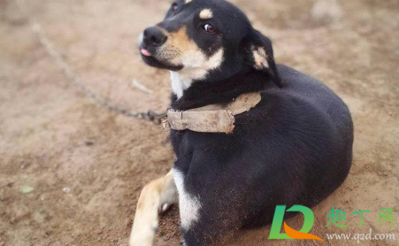 中华田园犬禁养取消了吗(中华田园犬取消禁养的城市有哪些) 中华田园犬禁养取消了吗(中华田园犬取消禁养的城市有哪些)