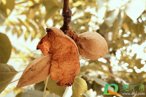 杏的核可以直接种吗(杏核能种吗种完能接杏子吗)