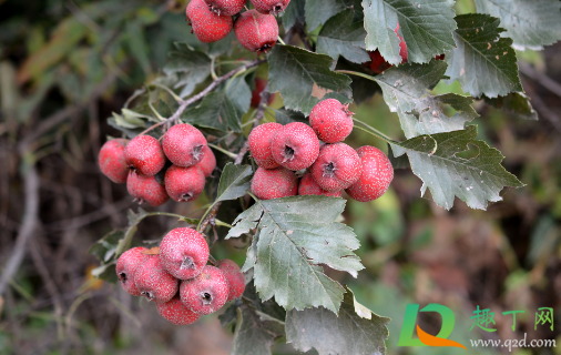 山楂树落果是怎么回事(山楂树落叶怎么回事)