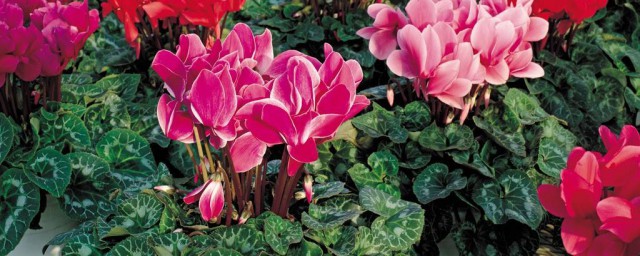 花谢后种球如何保存(如何保存水仙花种球)