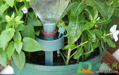 可乐浇花对花好吗(花能浇可乐吗) 可乐浇花对花好吗(花能浇可乐吗)