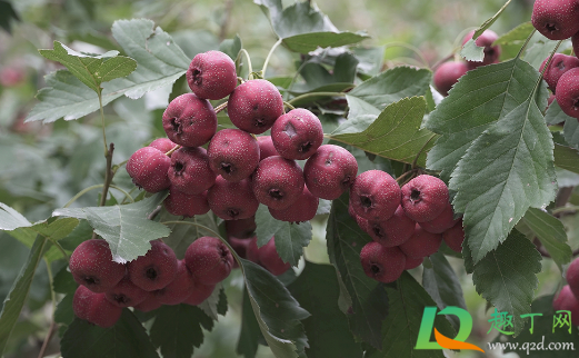 山楂树落果是怎么回事(山楂树落叶怎么回事) 山楂树落果是怎么回事(山楂树落叶怎么回事)