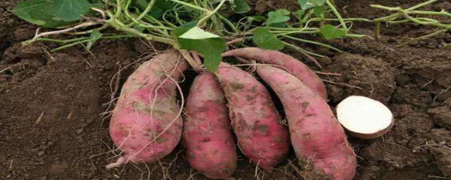 4个步骤轻松种山芋(如何种山芋盆栽)