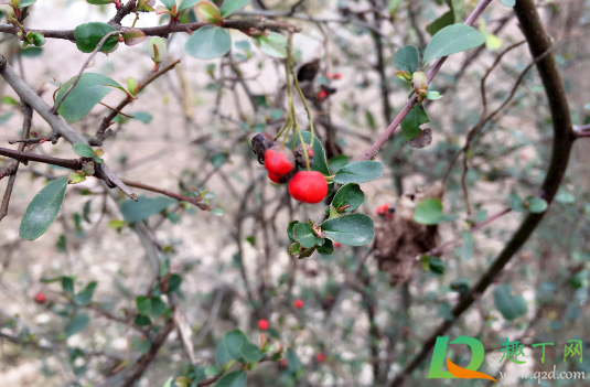 山楂树落果是怎么回事(山楂树落叶怎么回事) 山楂树落果是怎么回事(山楂树落叶怎么回事)