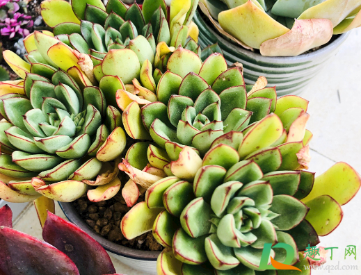 绮罗为什么容易缀化(怎么看绮罗是不是缀化)