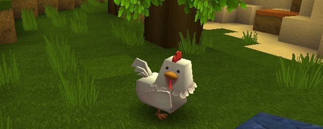 吸引鸡的方法(如何吸引小鸡)