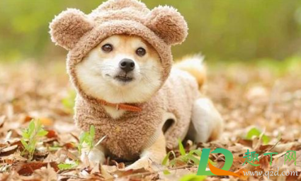 狗狗耳炎怎么引起的(狗狗得耳炎什么症状)