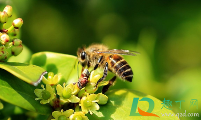 被蜜蜂蛰了脑袋会不会死(被蜜蜂蜇了会不会死)