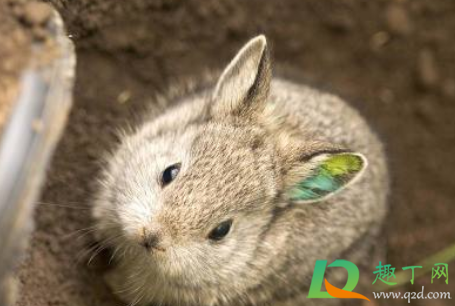 宠物店剪兔耳是真的吗(哪里有可以给兔子剃毛的宠物店啊) 宠物店剪兔耳是真的吗(哪里有可以给兔子剃毛的宠物店啊)