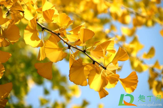 2020年10月有几个工作日(2020年10月份有多少个工作日)