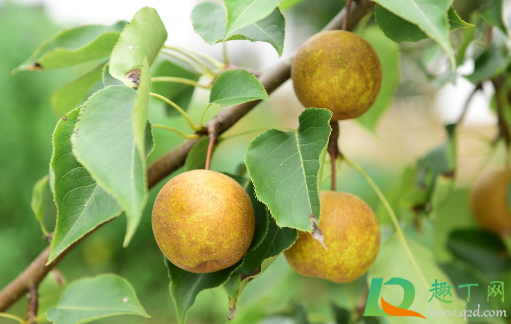 秋季能修剪梨树吗(梨树冬季什么时候修剪)