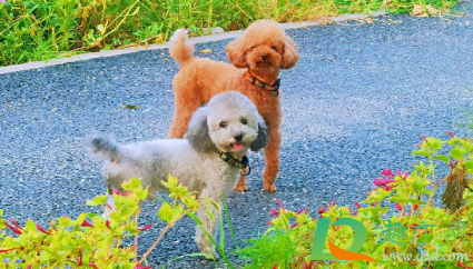 狗狗耳炎怎么引起的(狗狗得耳炎什么症状)