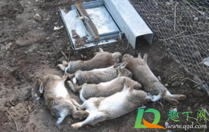 兔子可以一个笼子养两只吗(兔子能不能养两只) 兔子可以一个笼子养两只吗(兔子能不能养两只)