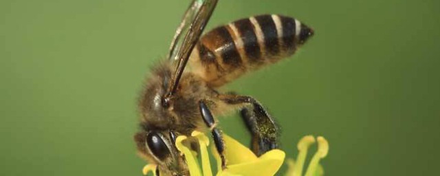 中蜂繁殖快的原因(中蜂快速繁殖技术要点)