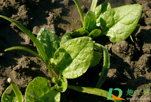 菠菜出苗后能浇水吗(菠菜苗多久浇一次水) 菠菜出苗后能浇水吗(菠菜苗多久浇一次水)