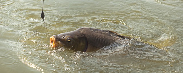 这6款爆炸饵料配方请收下(爆炸饵配方大全 野钓)